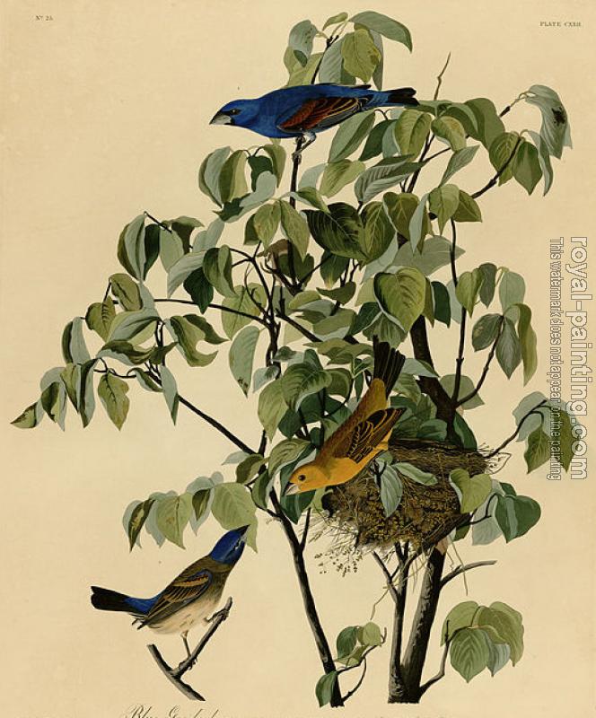 John James Audubon : Blue grosbeak